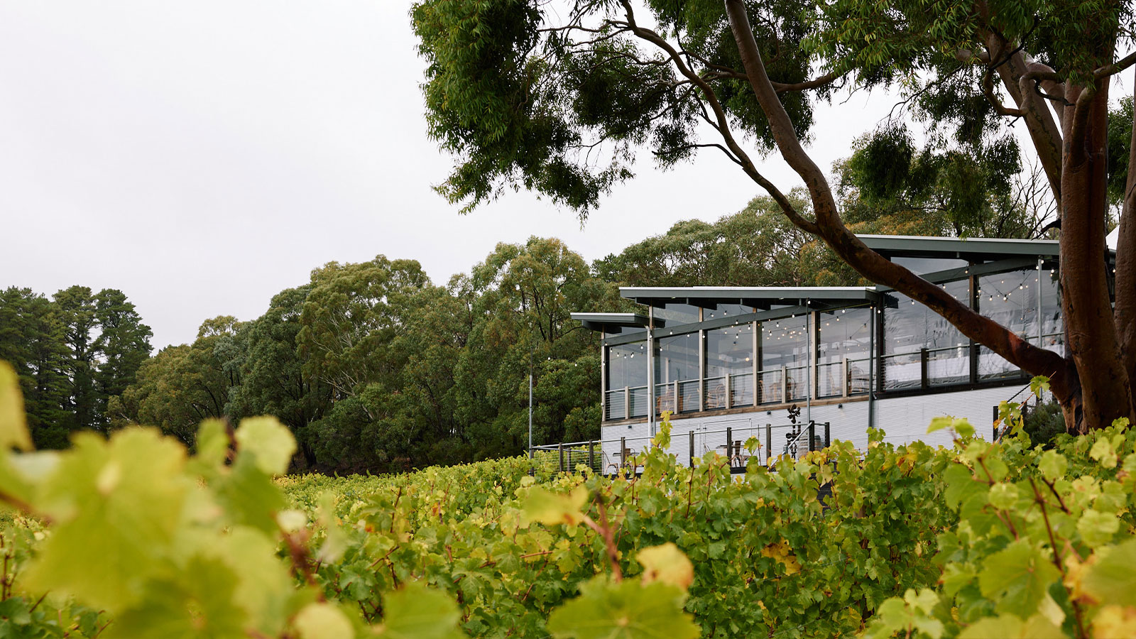 Lexus Dining Experience at Mt Lofty Ranges Vineyard