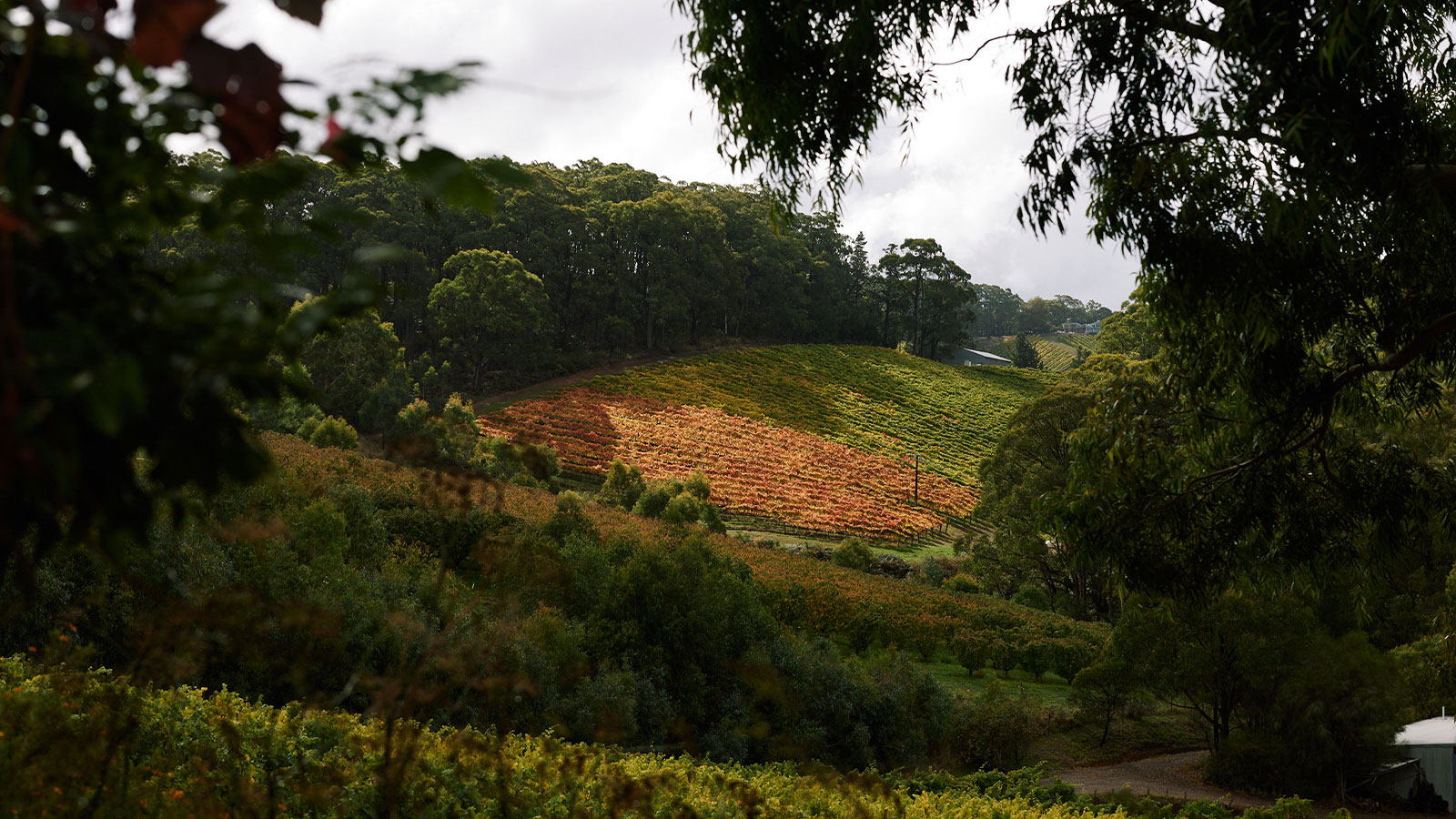 Lexus Dining Experience at Mt Lofty Ranges Vineyard